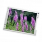 LM315QU1-SSA2 LG 32" TFT-LCD screen 7680*4320 Display